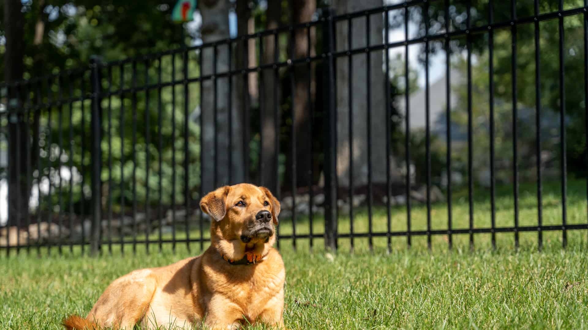 Reliable Dog Fence Installation Services in Oak Creek WI