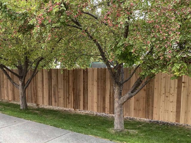 cedar fencing