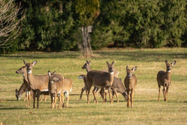 Deer Fencing From Superior Fence And Rail_