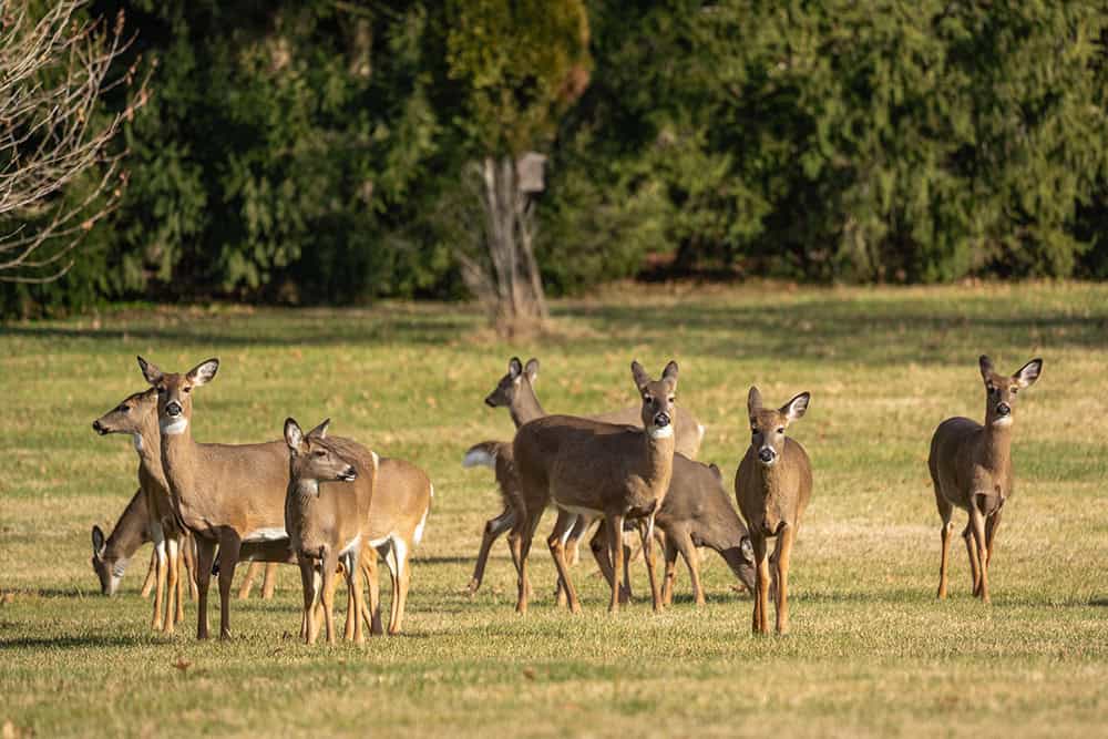 What to know about Deer Fence