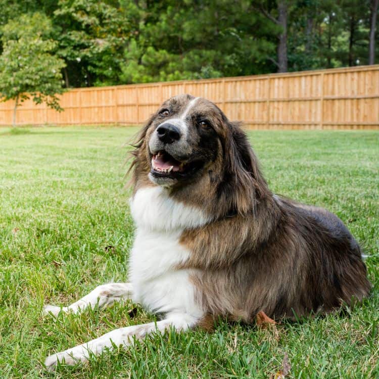 dog fence ideas