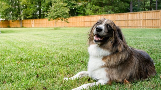 What is the Best Type of Fence for Dogs?