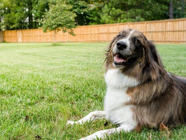 What is the Best Type of Fence for Dogs?