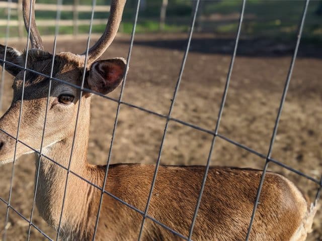 Deer Fence - 1