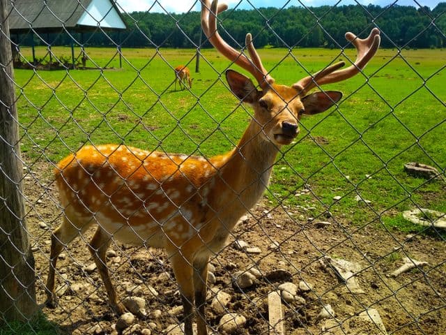 Deer Fence - 2