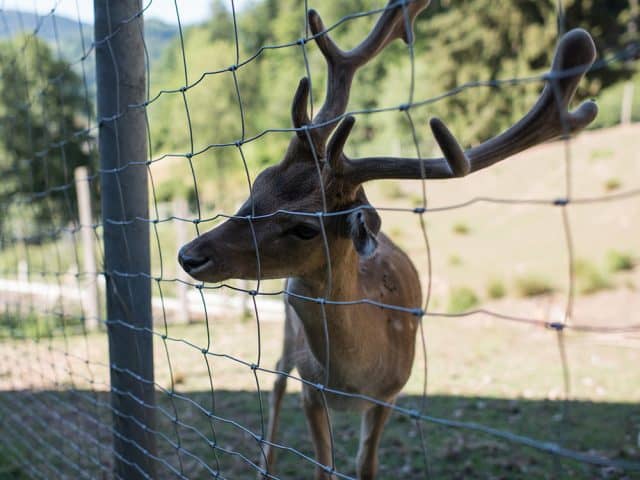 Deer Fence - 3