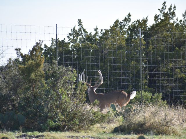 Deer Fence - 4