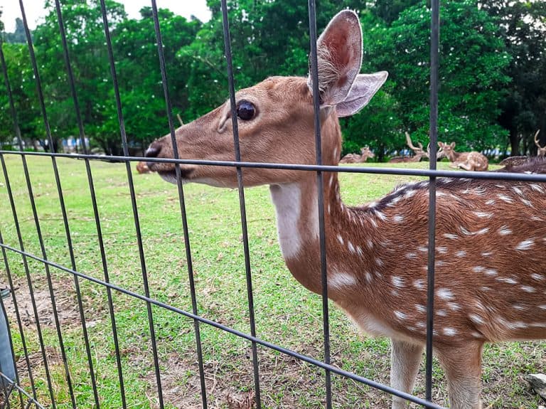 Deer Fence Installation