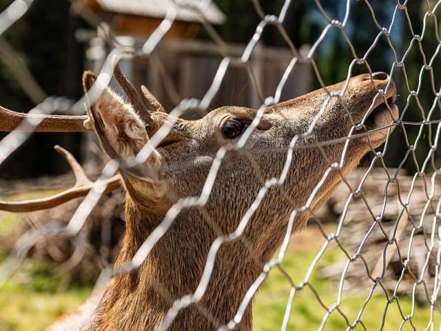 Metal hexagrid deer fence