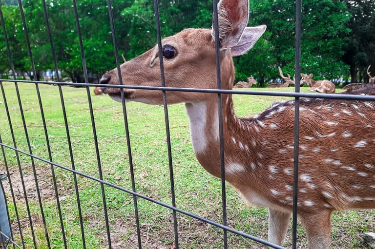 Deer fence installer