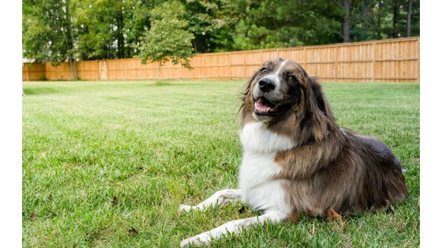 dog fencing ideas