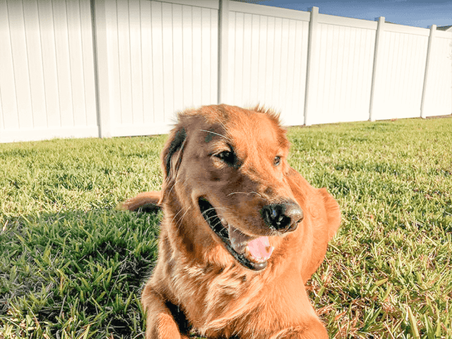 vinyl dog fence ideas