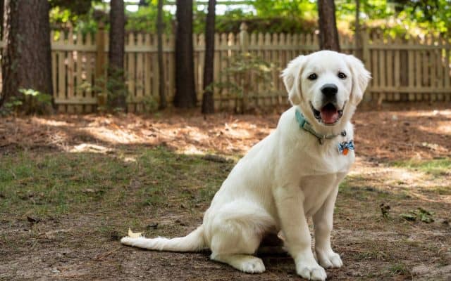 wooden dog fencing