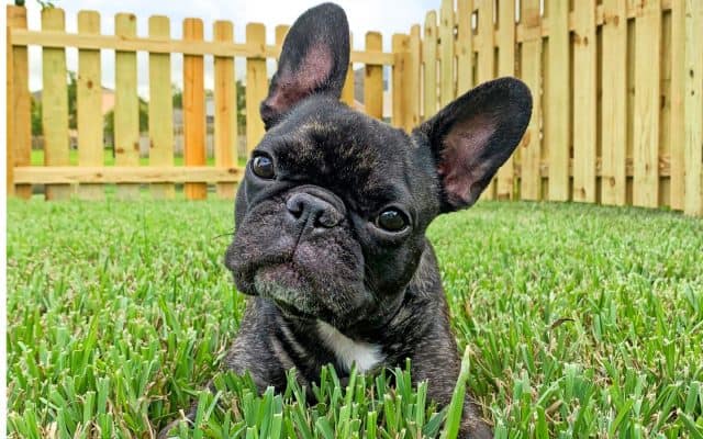 Pet fence ideas for our yard