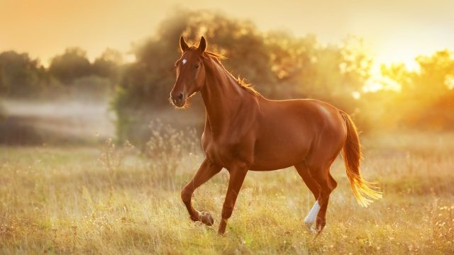 wooden horse fence design ideas