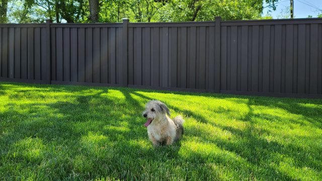 dog fences jacksonville