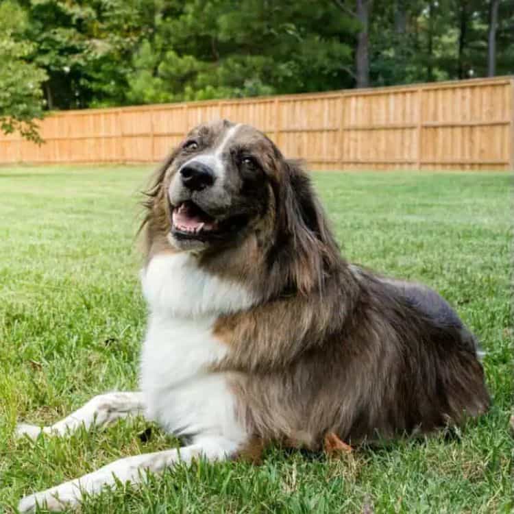 fenced in yard for dogs