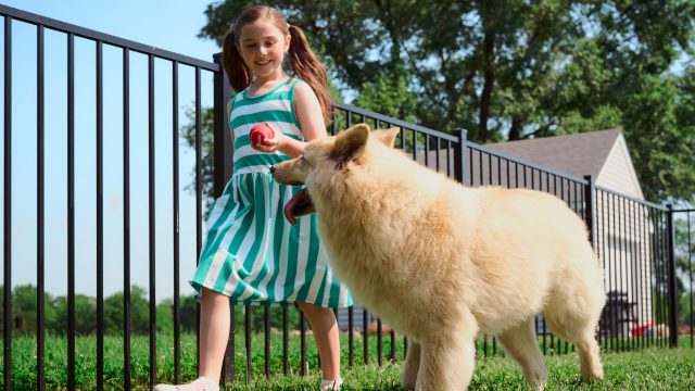 Thinking About A Fenced In Yard For Dogs?