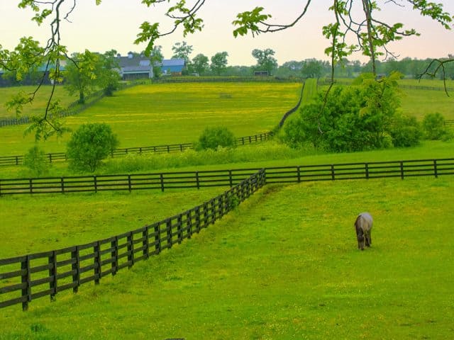 Buckly Fence - 2