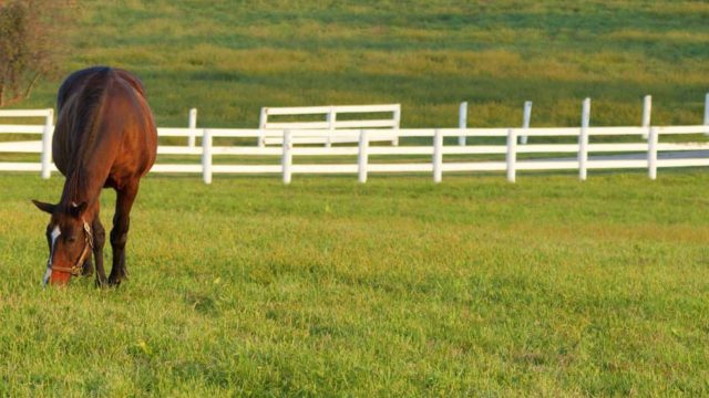 What Is The Best Type Of Horse Fencing?