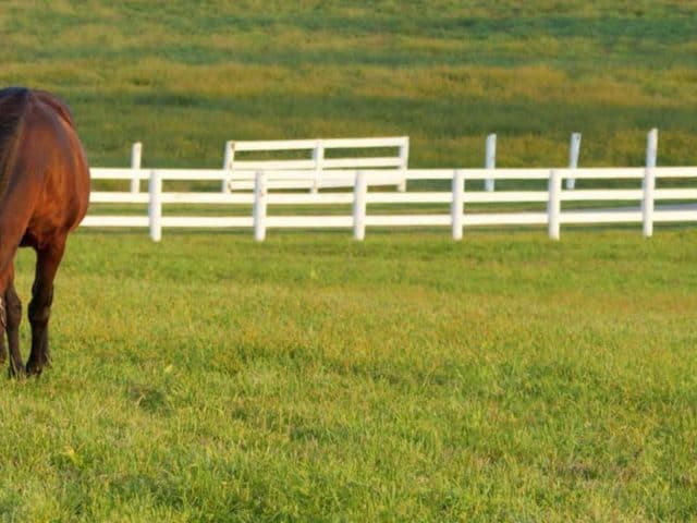 What Is The Best Type Of Horse Fencing?