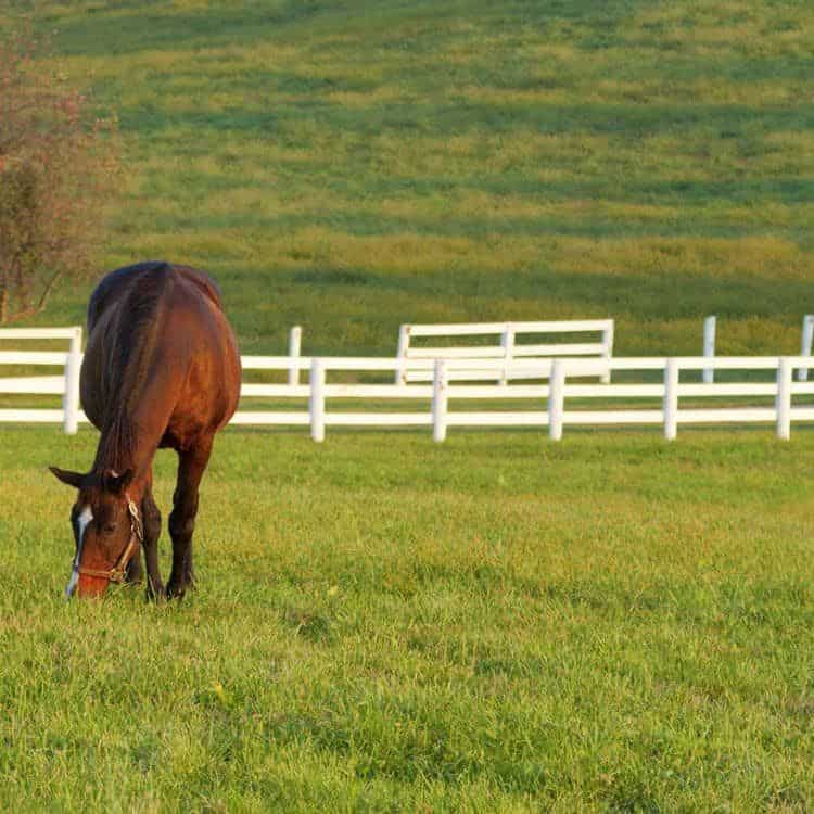 best horse fencing