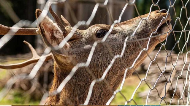 deer fence suggestions