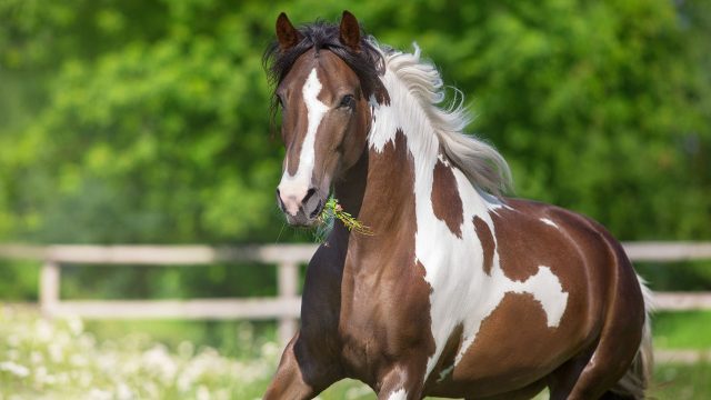 horse fences and gates installers 