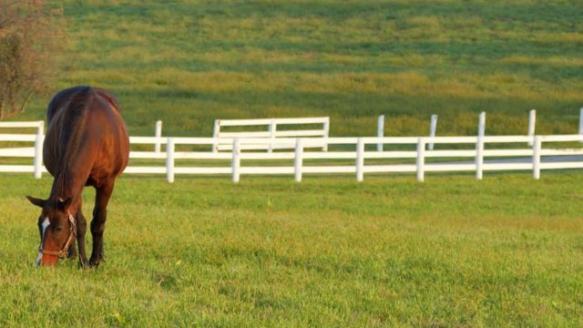 horse fence builders in Chattanooga